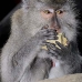 monkey_macaque_balinese_mf_ubud_v_0936_bal4651.jpg
